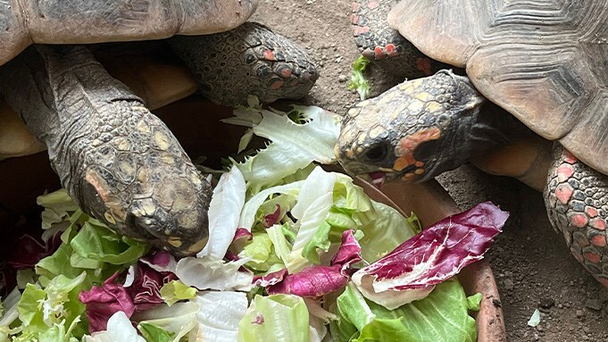 Dvě želvy jedí salát